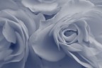 rose texture rose texture