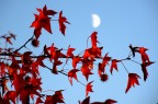 last autumn moon last autumn moon