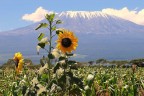 I Girasoli I Girasoli