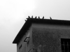 piccioni piccioni