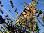 butterfly butterfly