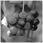 Nikon D70
scattata nelle langhe