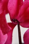 fucsia fucsia