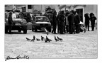 piumati e pennuti piumati e pennuti