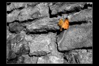 la foglia la foglia