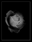 Cuore di Rosa Cuore di Rosa