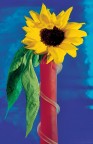 Girasole Girasole