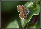 vengono tutte nel mio giardino.! vengono tutte nel mio giardino.!