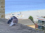 Piccioni infreddoliti Piccioni infreddoliti