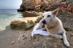 Porco cane...mi ha scoperto Porco cane...mi ha scoperto