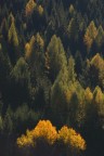 Autunno in Dolomiti Autunno in Dolomiti