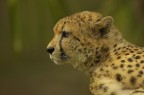 Cheetah 2 Cheetah 2