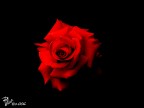 Rosa Rosa