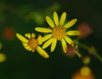 fiori delicati