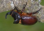 scarabeo rinoceronte scarabeo rinoceronte