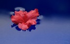 azalea sull'acqua azalea sull'acqua