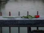 Rosa rossa Rosa rossa