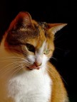 Ancora la mia micia... Ancora la mia micia...