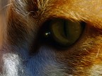 in your eyes... in your eyes...