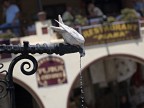 una buona bevuta una buona bevuta
