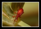 curculionide rosso curculionide rosso
