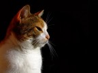la mia micia...atto II^ la mia micia...atto II^