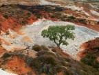 Albero Albero