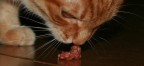 snifsnif snifsnif