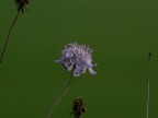 Macro Macro