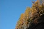 larici larici