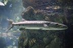 Barracuda Barracuda