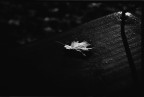 ..foglia.. ..foglia..