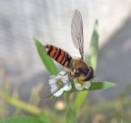 vi � scappata Lul�.....