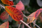 Autunno2 Autunno2