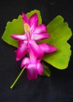 Flora Flora
