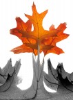 I colori dell'autunno I colori dell'autunno