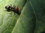 formica formica