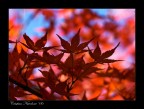 Foglie d'autunno Foglie d'autunno