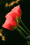 Rosa2 Rosa2