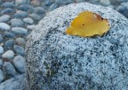 Un'altra foglia si è staccata Un'altra foglia si è staccata
