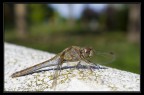 libellula