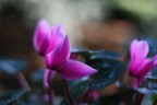 PetaloVela PetaloVela