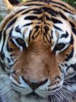 eye of the tiger eye of the tiger