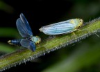 Corteggiamento di sputacchine (Cicadella viridis) Corteggiamento di sputacchine (Cicadella viridis)