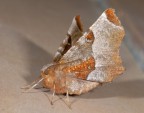 Selenia tetralunaria Selenia tetralunaria