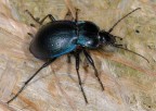 Scarrafone 2 (Carabus convexus) Scarrafone 2 (Carabus convexus)