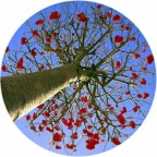 L'albero L'albero