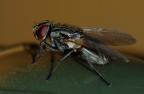 Mosca Mosca