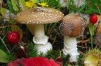 Amanita Pantherina Amanita Pantherina
