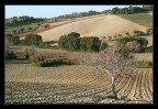 Il solitario Il solitario